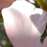 フランス欧州写真１２