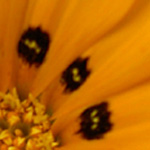 フランス欧州写真５