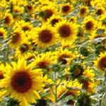 フランス欧州写真７